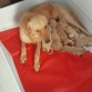 ya con sus nuevos bebes 9 saludables perritos  4 machos y 5 hembras 